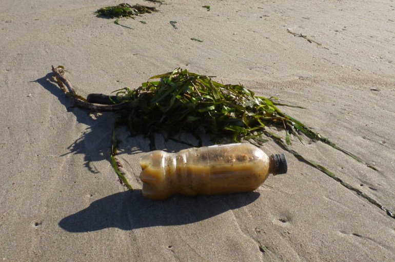 A beverage bottle 3/4 full of an inscrutable liquid rests on the sand in front of a drifted mass of eelgrass Zostera marina.
