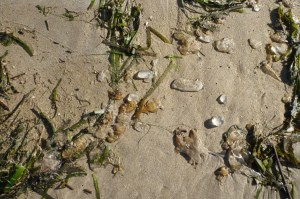 A mix of jelly fragments and drift eelgrass Zostera marina resting on the sand.