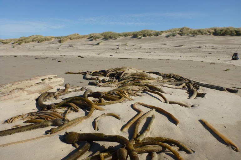 A bull kelp Nereocystis luetkeana drift mass partially buried in the sand.