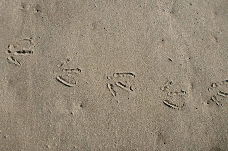 Bird tracks, probably gull tracks in the sand.