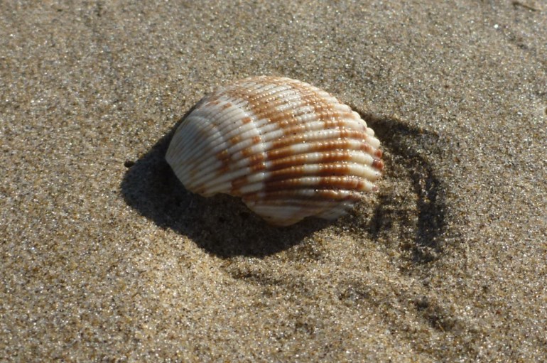 One valve of a Nuttall's cockle Clinocardium nuttallii shell, exterior surface exposed, rests on the sand.