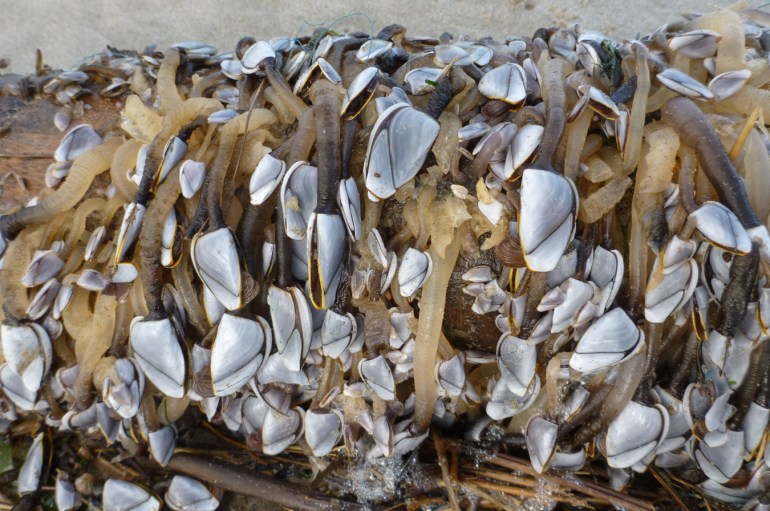 Lots of pelagic gooseneck barnacles Lepas attached to a piece of beached driftwood.