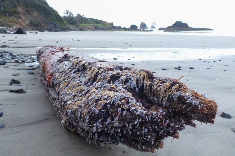 Lots of pelagic gooseneck barnacles Lepas attached to beached dift log.