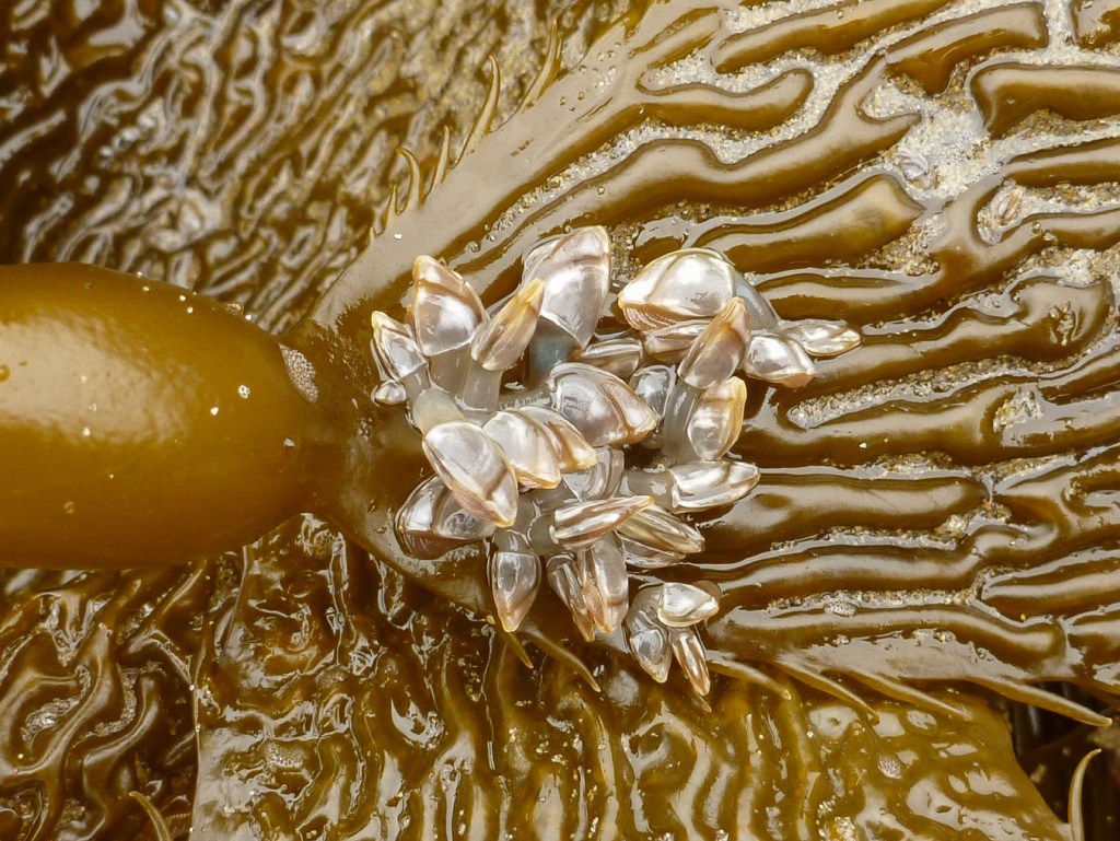A cluster of pelagic gooseneck barnacles Lepas (Lepas) pacifica attached to the base of a drift Macrocystis blade.