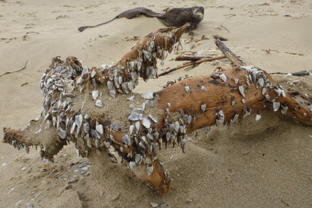 Pelagic gooseneck barnacles Lepas on beached driftwood.