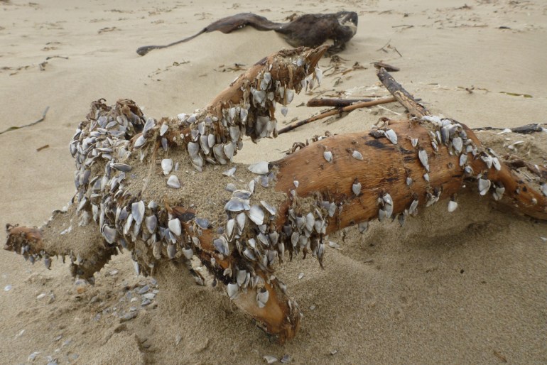 Pelagic gooseneck barnacles Lepas on beached driftwood.