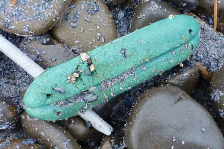 A small, flat, oblong net float inhabited by a few pelagic gooseneck barnacles rests in the cobbles. Lots of tiny beached Velella velella share the scene.