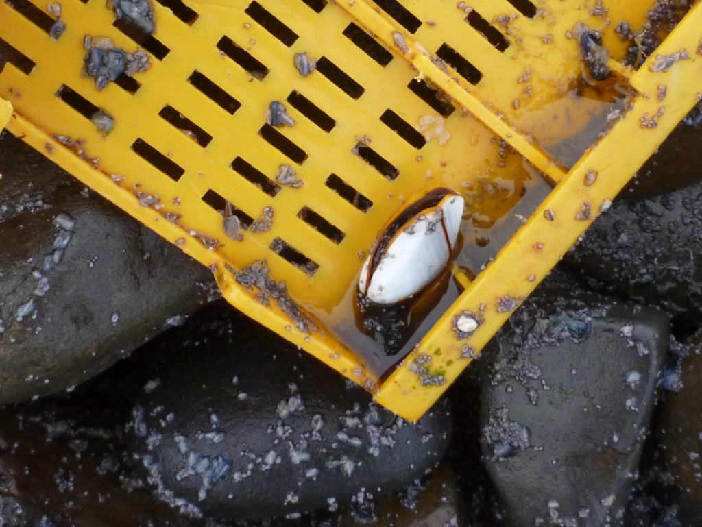 One large and several tiny pelagic gooseneck barnacles Lepas attached to a yellow plastic fragment resting in the cobbles.