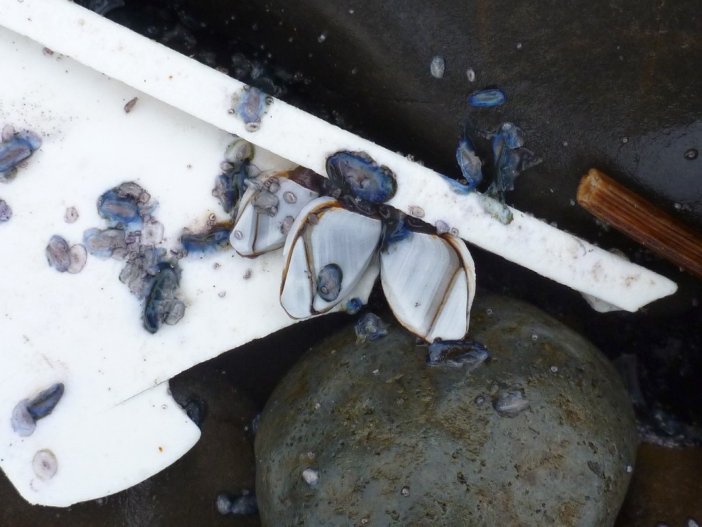 Three large pelagic gooseneck barnacles Lepas attached to a white plastic fragment resting in the cobbles. A few small by-the-wind sailors Velella velella share the scene.