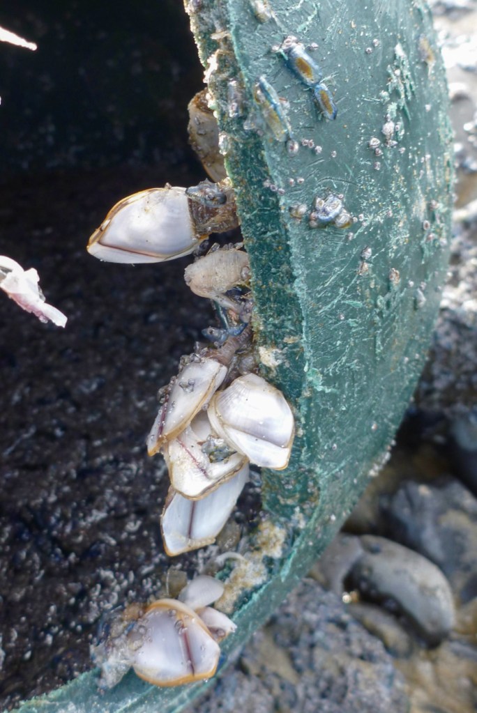 A beached buoy, cracked open, inhabited by pelagic gooseneck barnacles Lepas, rests on the cobbles.