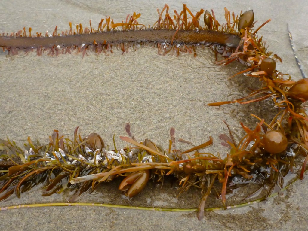 Pelagic gooseneck barnacles Lepas (Lepas) pacifica on drift Egregia resting on the sand.