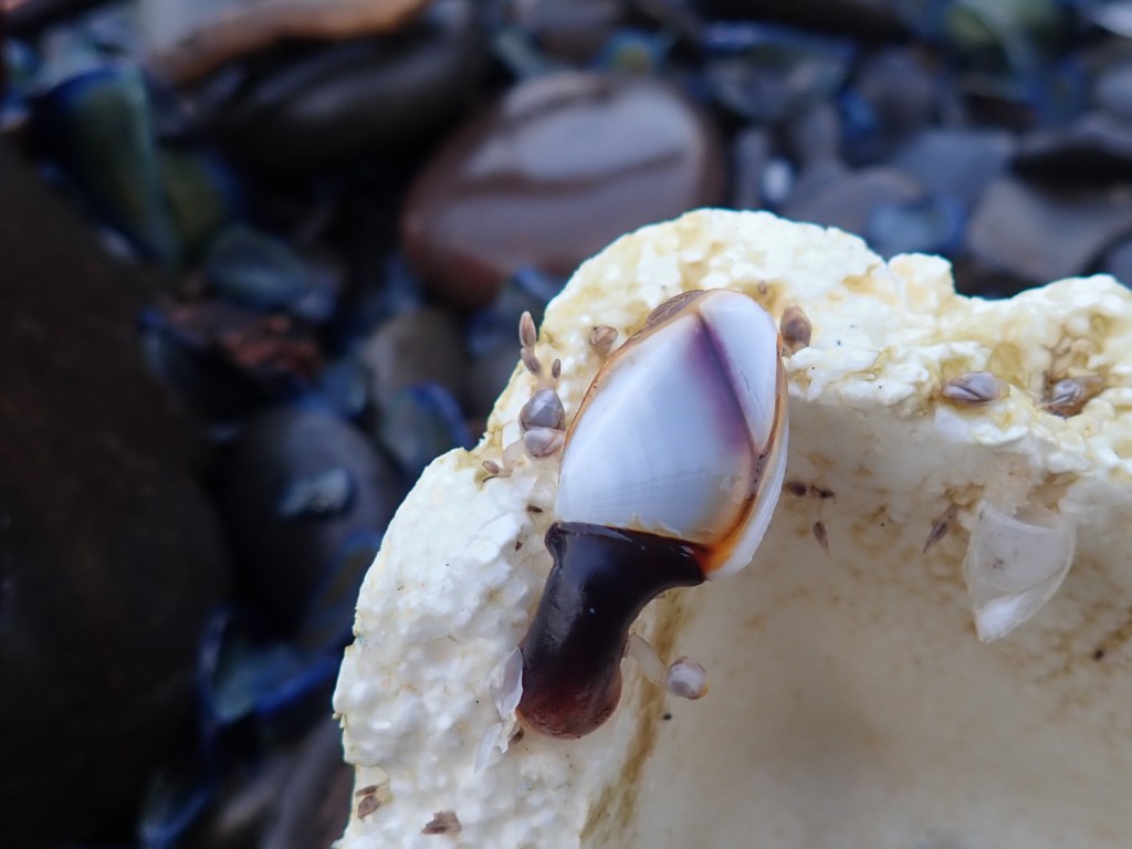 Closeup of a large pelagic gooseneck barnacle Lepas attached to a styrofoam fragment.