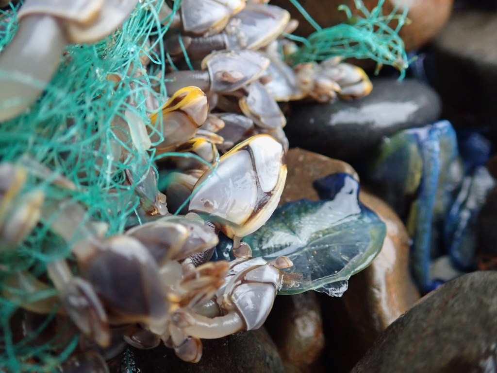 Pelagic gooseneck barnacles Lepas attached to green mono netting resting in the cobbles. A few by-the-wind sailors share the scene.