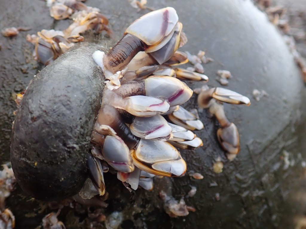 Closeup of a cluster of pelagic gooseneck barnacles Lepas attached to a lug on a commercial float.