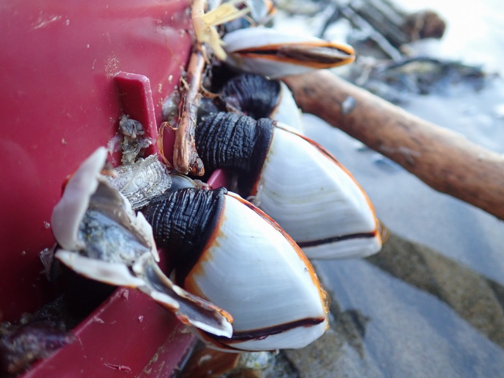 Closeup on two pelagic gooseneck barnacles Lepas attached to the rim of an upside-down bucket.