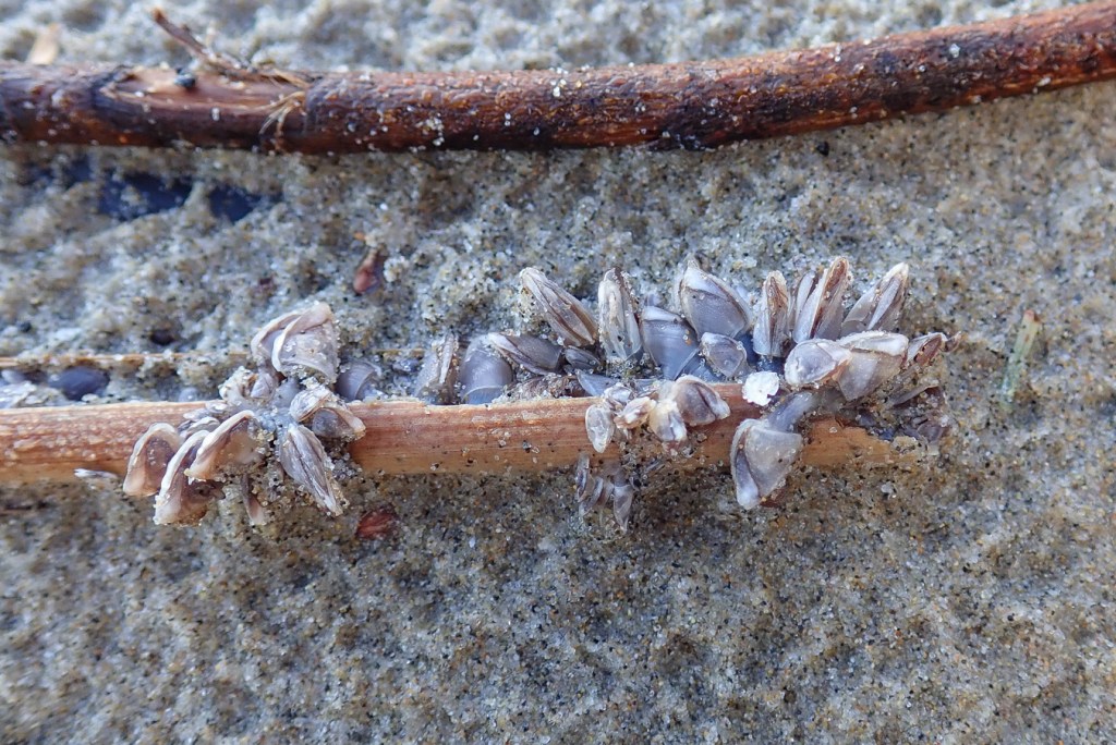 A drifted feather encrusted with pelagic gooseneck barnacles Lepas (Lepas) pacifica rests on the sand.