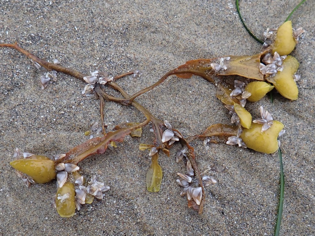 Pelagic gooseneck barnacles Lepas (Lepas) pacifica on drift Fucus resting on the sand.