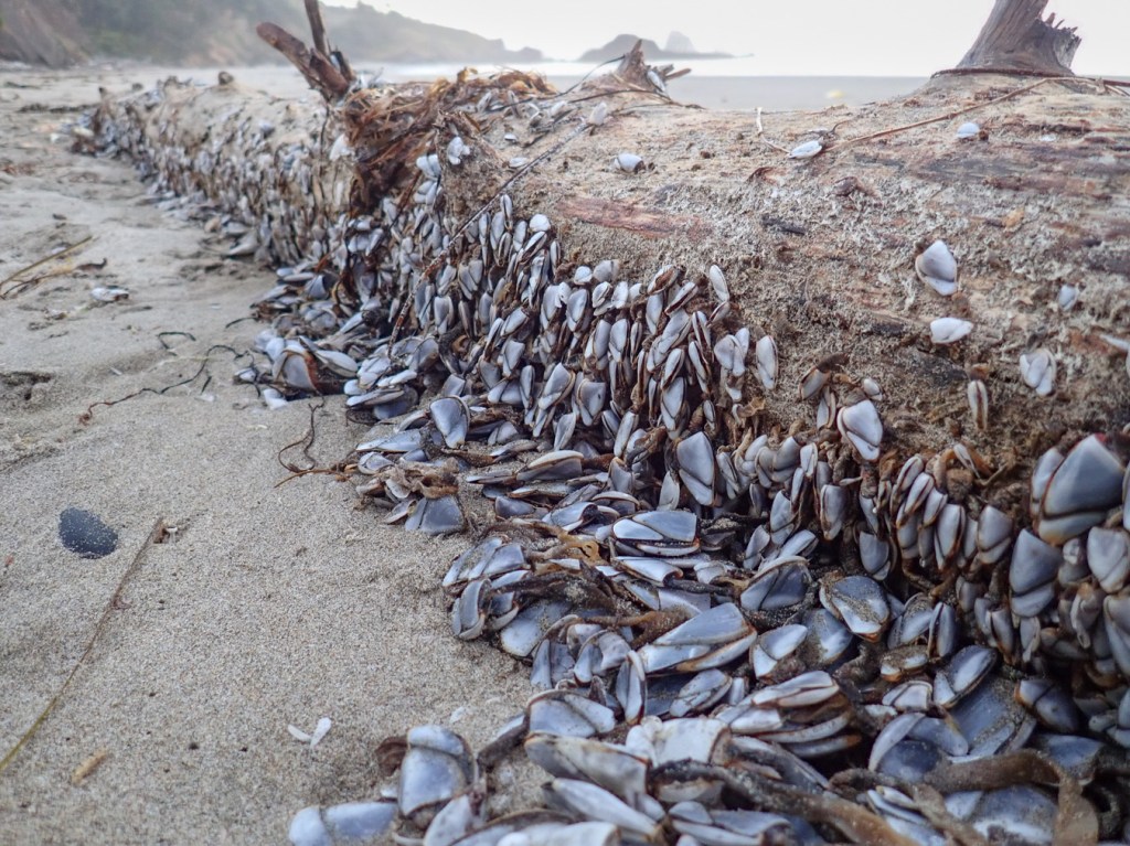 Beached drift log inhabited by lots of pelagic gooseneck barnacles Lepas.