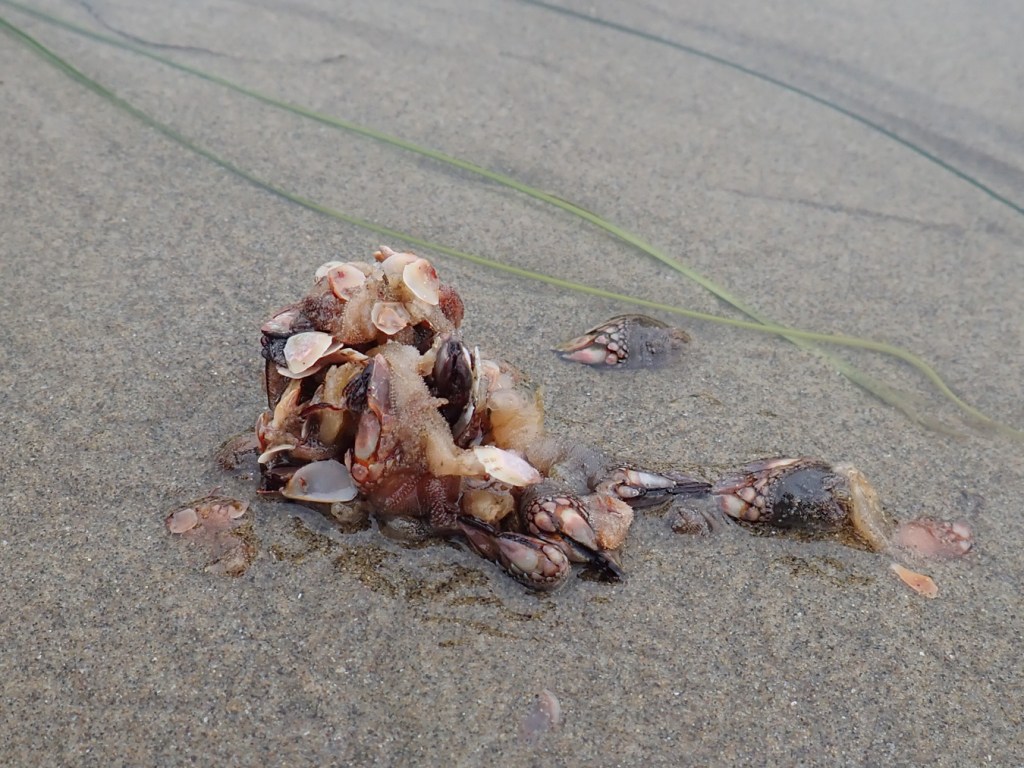 A regurgitated gull pellet with Pollicipes plates, peduncles, and whole capitula lying on the sand.