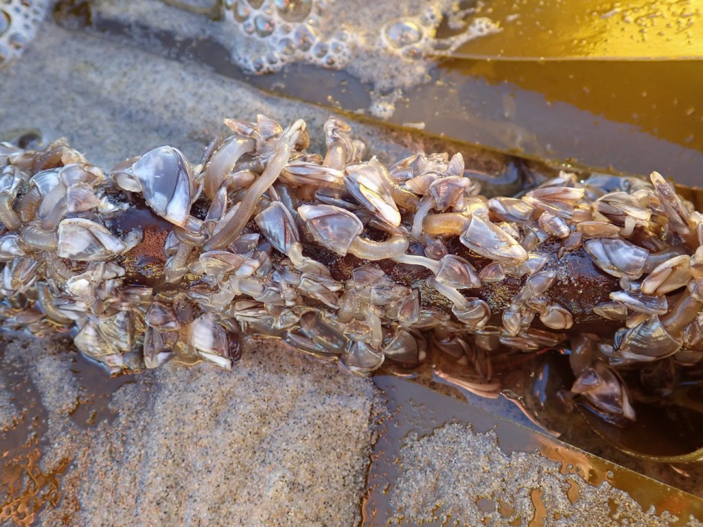 A drift Nereocystis stipe encrusted with pelagic gooseneck barnacles Lepas (Lepas) pacifica.