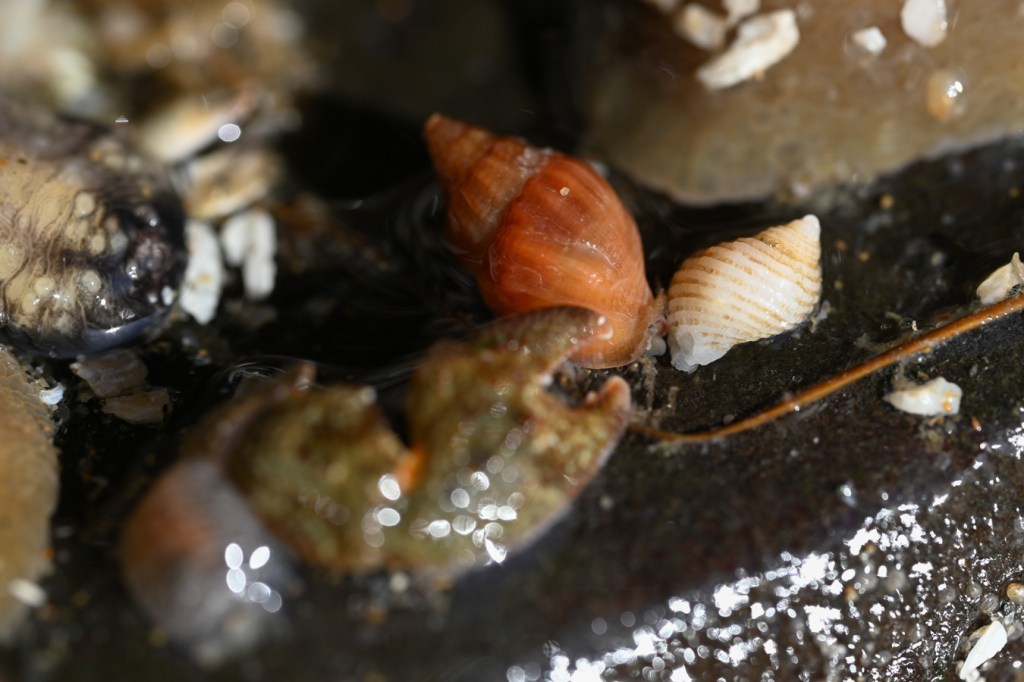 An amphissa, probably Amphissa columbiana in a mussel bed niche surrounded by some other mussel bed inhabitants.