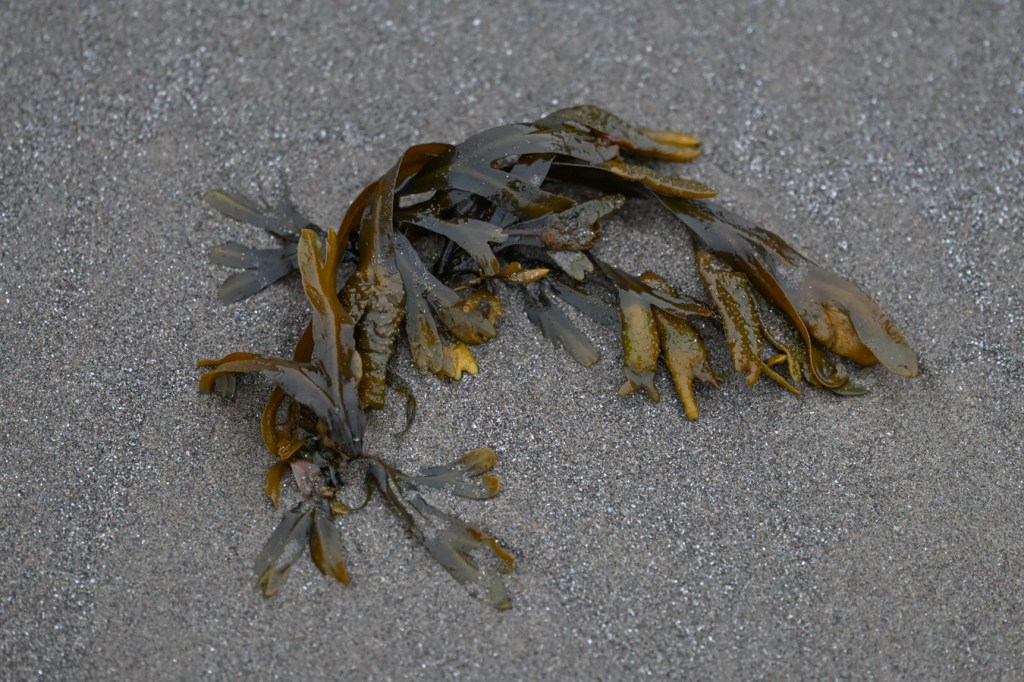 A tuft of drift Fucus rests on the sand.