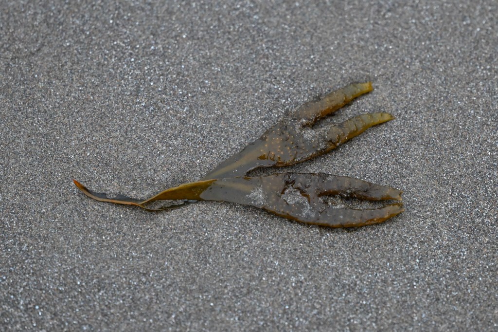A sprig of drift Fucus rests on the sand.