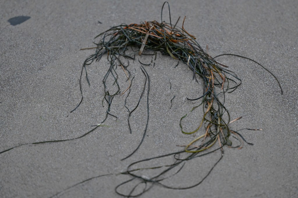 A tangle of drift Phyllospadix rests on the sand.