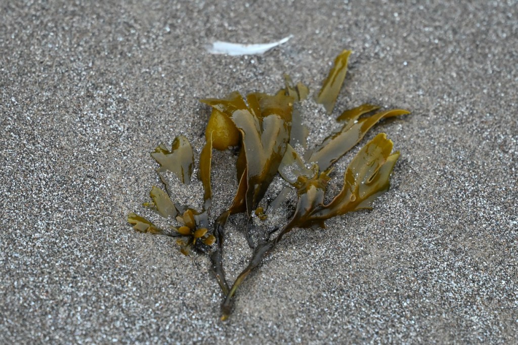 A tuft of drift Fucus rests on the sand.