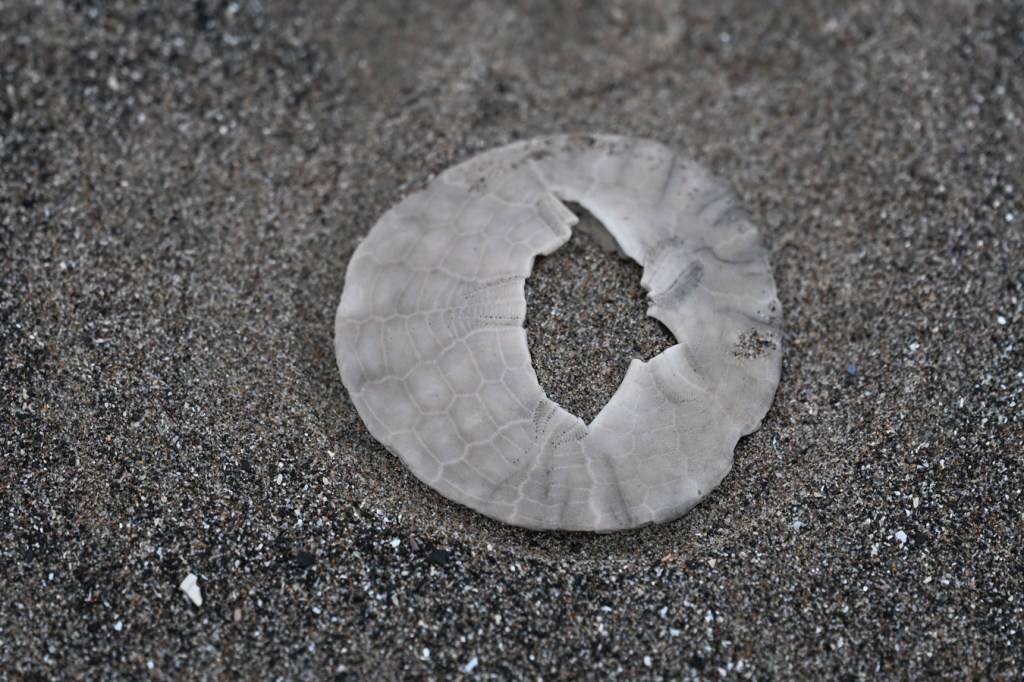 A drifted sand dollar shell Dendraster excentricus with a fractured center rests on the sand.