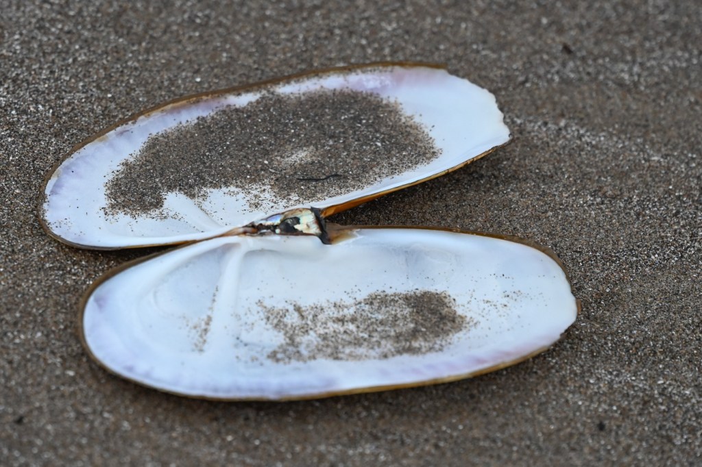 Both valves of a drifted Pacific razor clam Siliqua patula shell rest on the sand. Interior surfaces exposed.