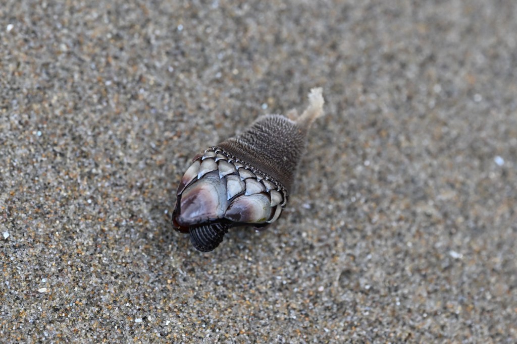 A severed capitulum from a gooseneck barnacle Pollicipes polymerus rests on the sand.