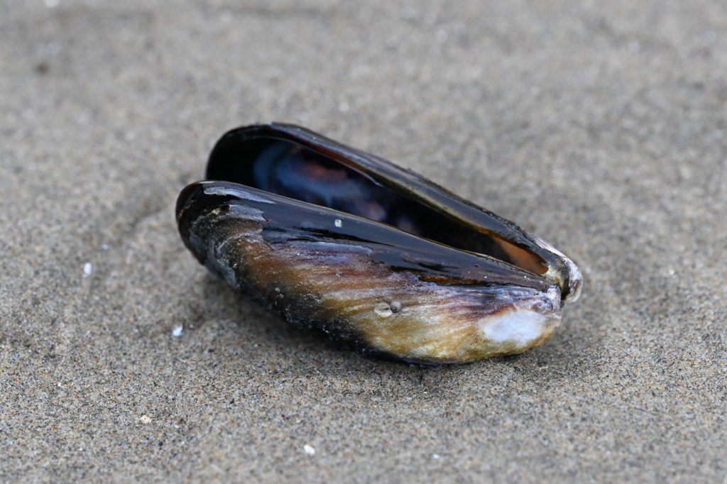 An empty and drifted California mussel shell, both valves, rests on the sand.