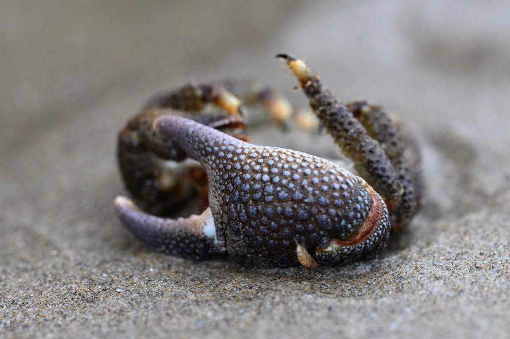 A drifted granular claw crab Oedignathus inermis carcass (featuring the large pinching claw, rests partially buried in the sand.