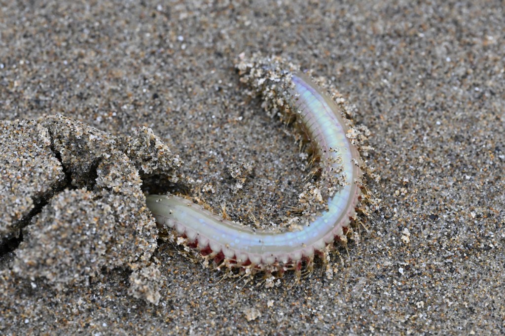 A sandworm Nephtys partially emerges from its burrow beneath the sand.