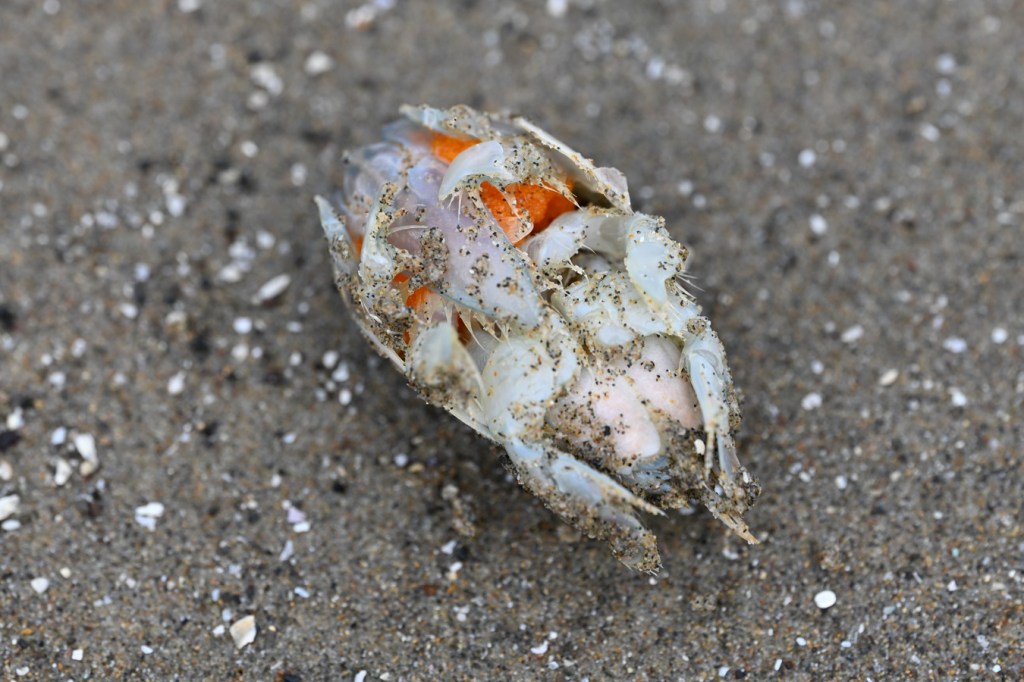 A surf-tumbled mole crab Emerita analoga, rests upside down on the sand revealing bright orange eggs.