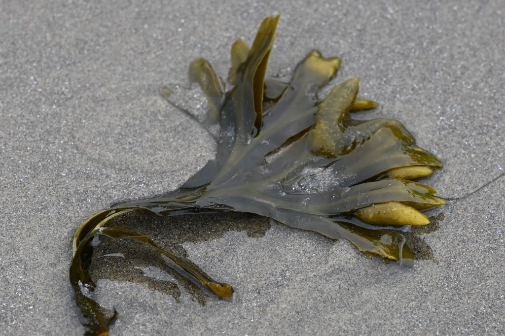 A tuft of drift Fucus rests on the sand.