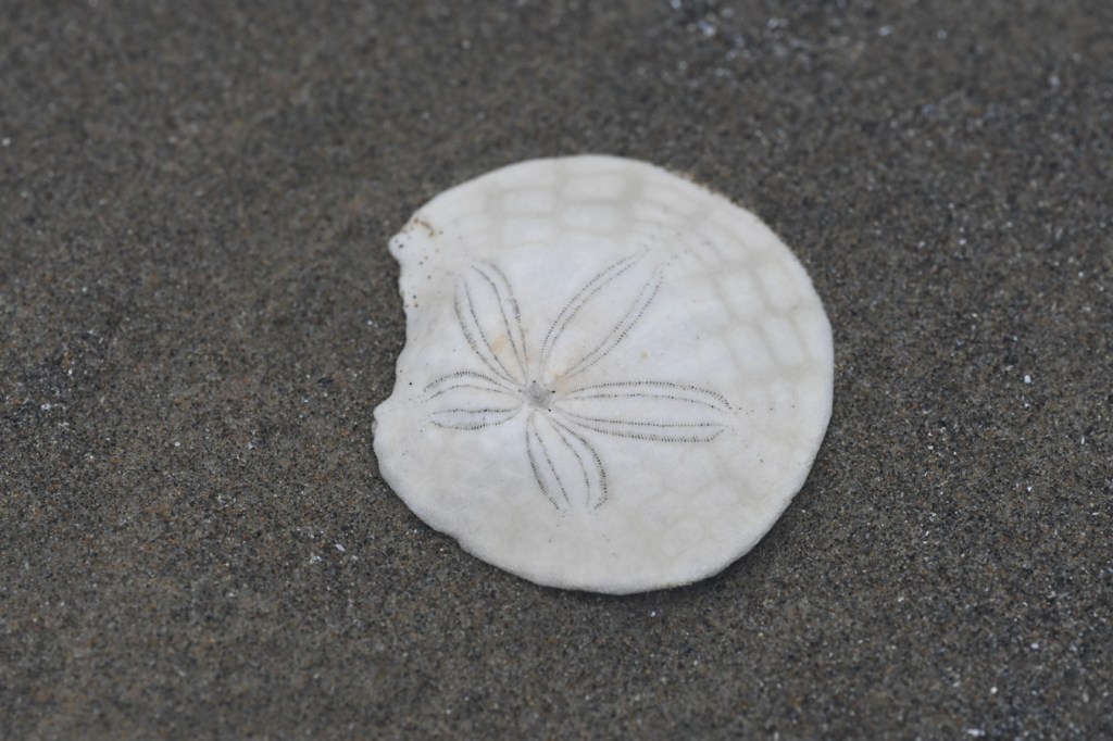 A bleached and mostly complete eccentric sand dollar Dendraster excentricus shell, rests right side up on the sand.