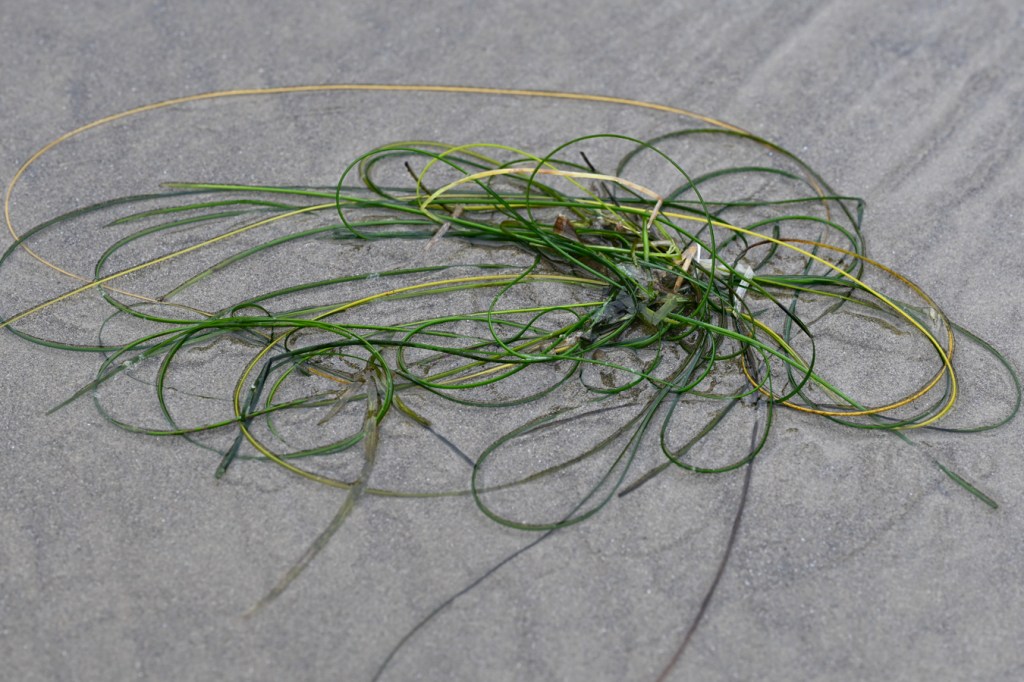 A tangled coil of a few freshly drifted Phyllospadix blades rests on the sand.