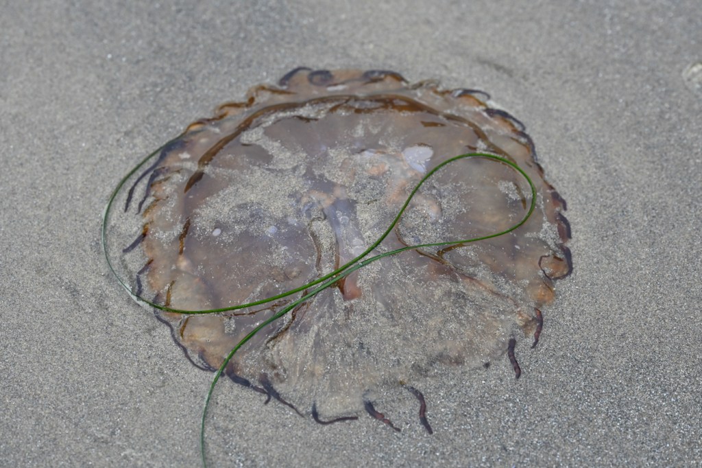 A beached sea nettle Chrysaora fuscescens rests right side up on the sand. 