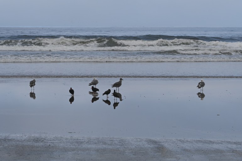 Gulls and black oystercatchers loafing in the mirror. Swash, surf and the open sea beyond.