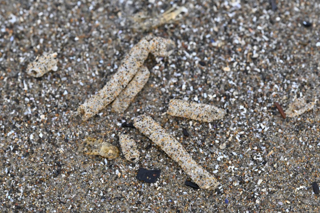 Fragments empty and drifted soft, sand-covered tubes rest on the sand. 