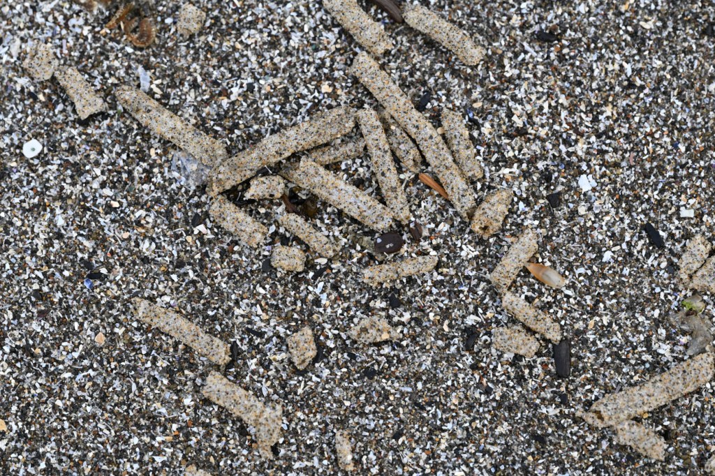 Fragments empty and drifted soft, sand-covered tubes rest on the sand. 