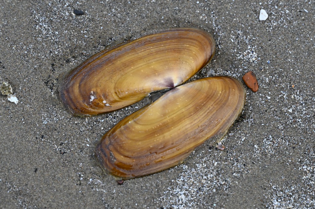 Both valves of a drifted Pacific razor clam Siliqua patula shell rest on the sand. Exterior surfaces exposed.