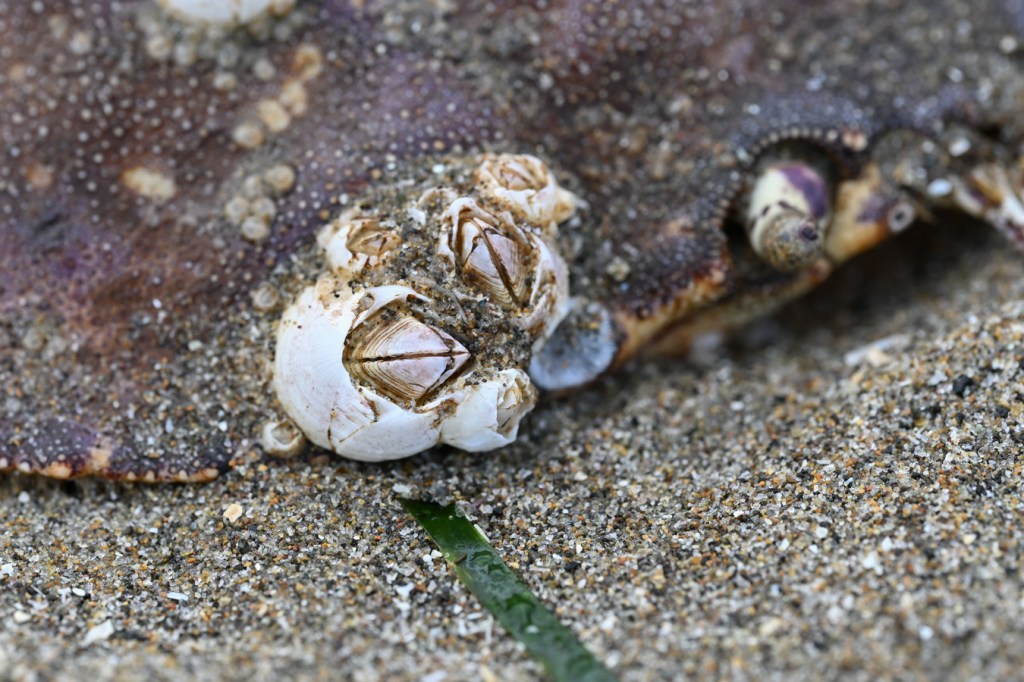 Closeup of a cluster of a few barnacles on a drifted Dungeness crab Metacarcinus magister carapace.
