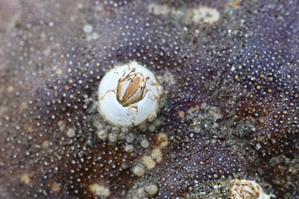 Closeup of a barnacle on a drifted Dungeness crab Metacarcinus magister carapace.