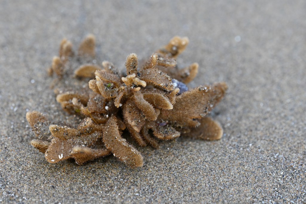 A detached and drifted tuft of the bryozoan Flustrellidra corniculata rests on the sand.