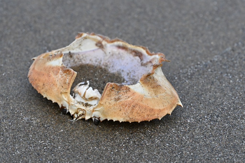 An empty drifted Dungeness crab Metacarcinus magister carapace rests upside down in the sand.