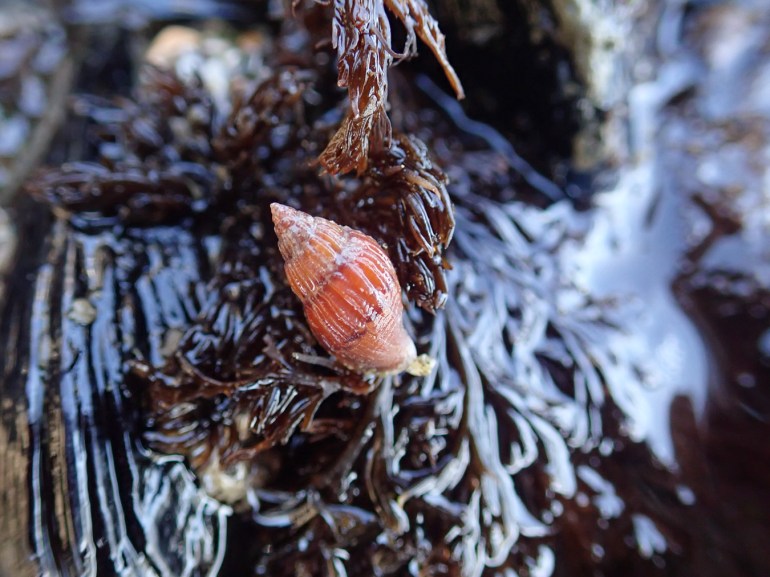 An amphissa, probably Amphissa columbiana trekking over a sprig of Odonthalia above a California mussel Mytilus californianus.