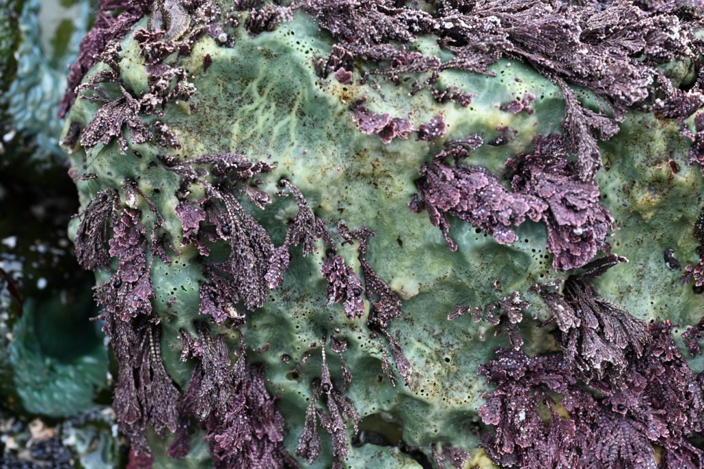 Breadcrumb sponge Halichondria (Halichondria) panicea on a rock wall with Corallina and Bossiella. In the background, giant green anemones.